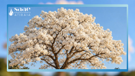 SAAE participa da Campanha do Ipê Branco e reforça compromisso ambiental